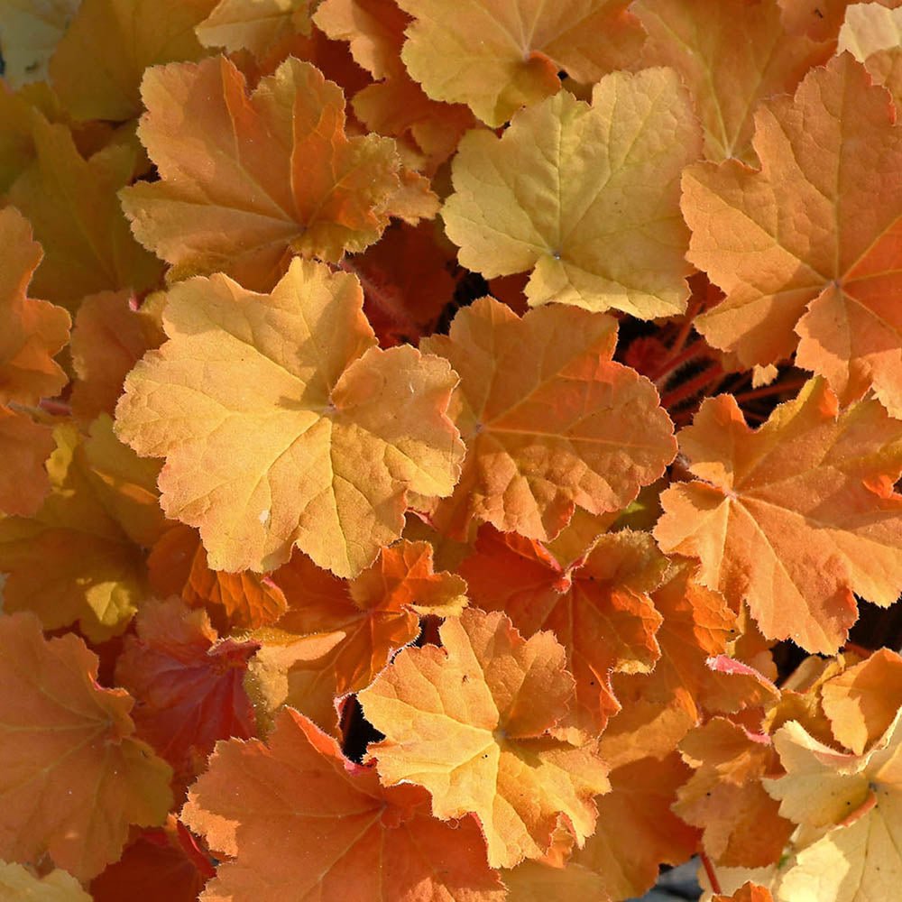 Clopotel purpuriu portocaliu (Heuchera) Timeless Orange, acoperitor de sol