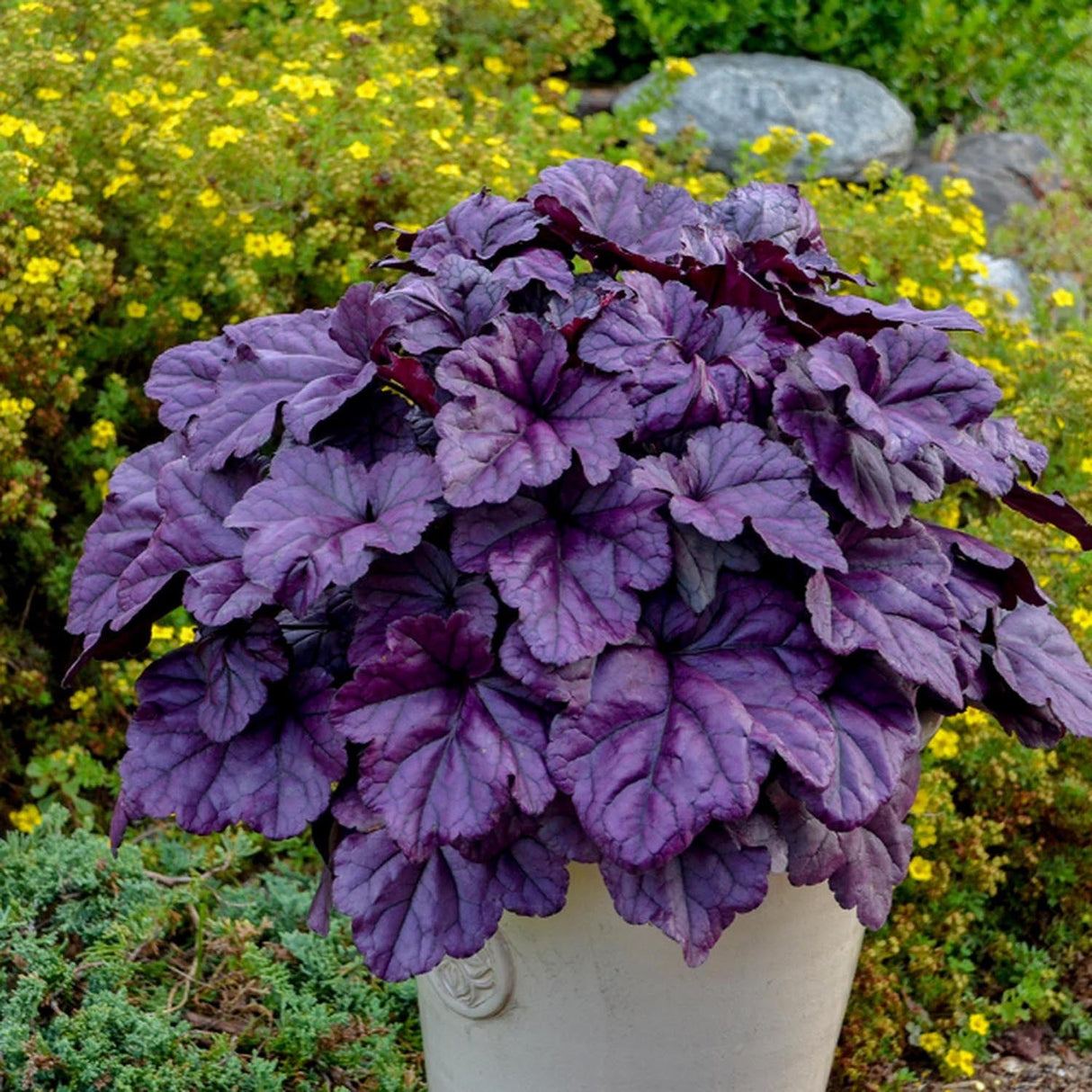 Clopotel purpuriu roz-violet (Heuchera) Wild Rose, acoperitor de sol
