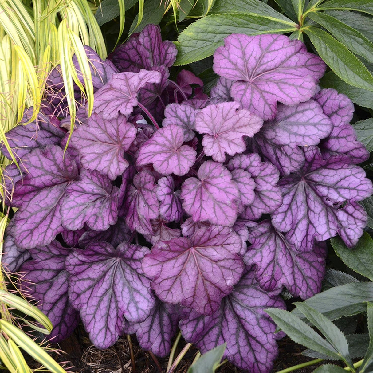 Clopotel purpuriu roz-violet (Heuchera) Wild Rose, acoperitor de sol