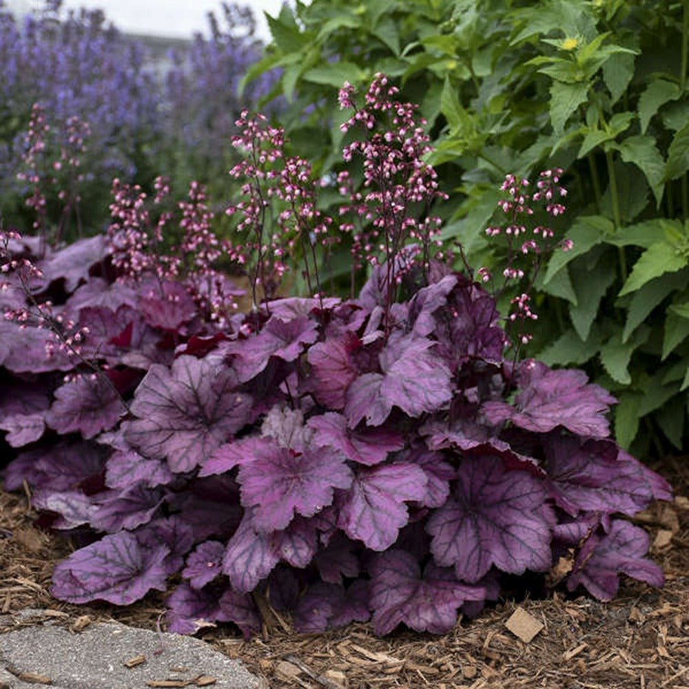 Clopotel purpuriu roz-violet (Heuchera) Wild Rose, acoperitor de sol