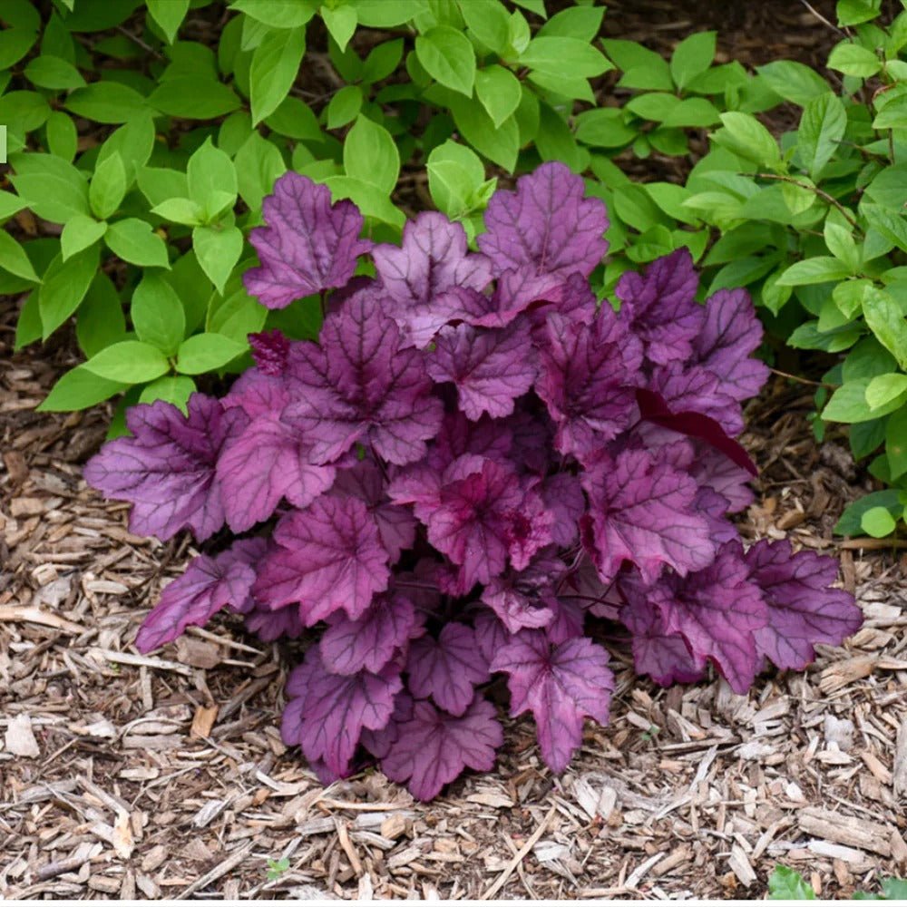 Clopotel purpuriu roz-violet (Heuchera) Wild Rose, acoperitor de sol