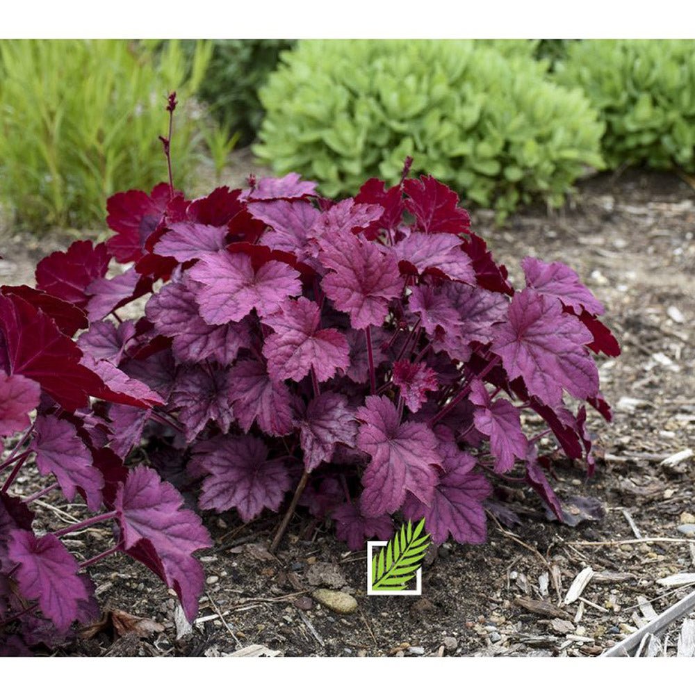 Clopotel purpuriu roz-violet (Heuchera) Wild Rose, acoperitor de sol
