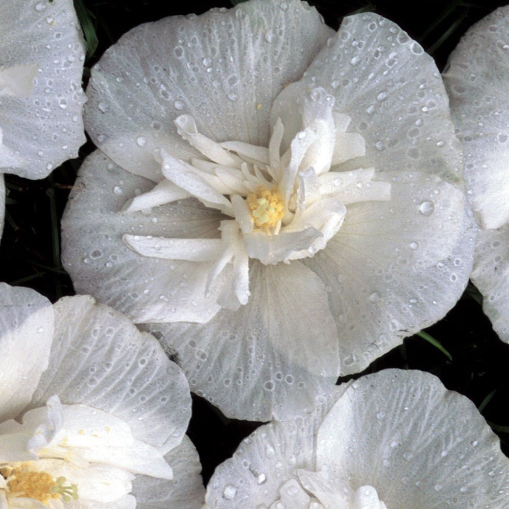 Hibiscus alb Chiffon