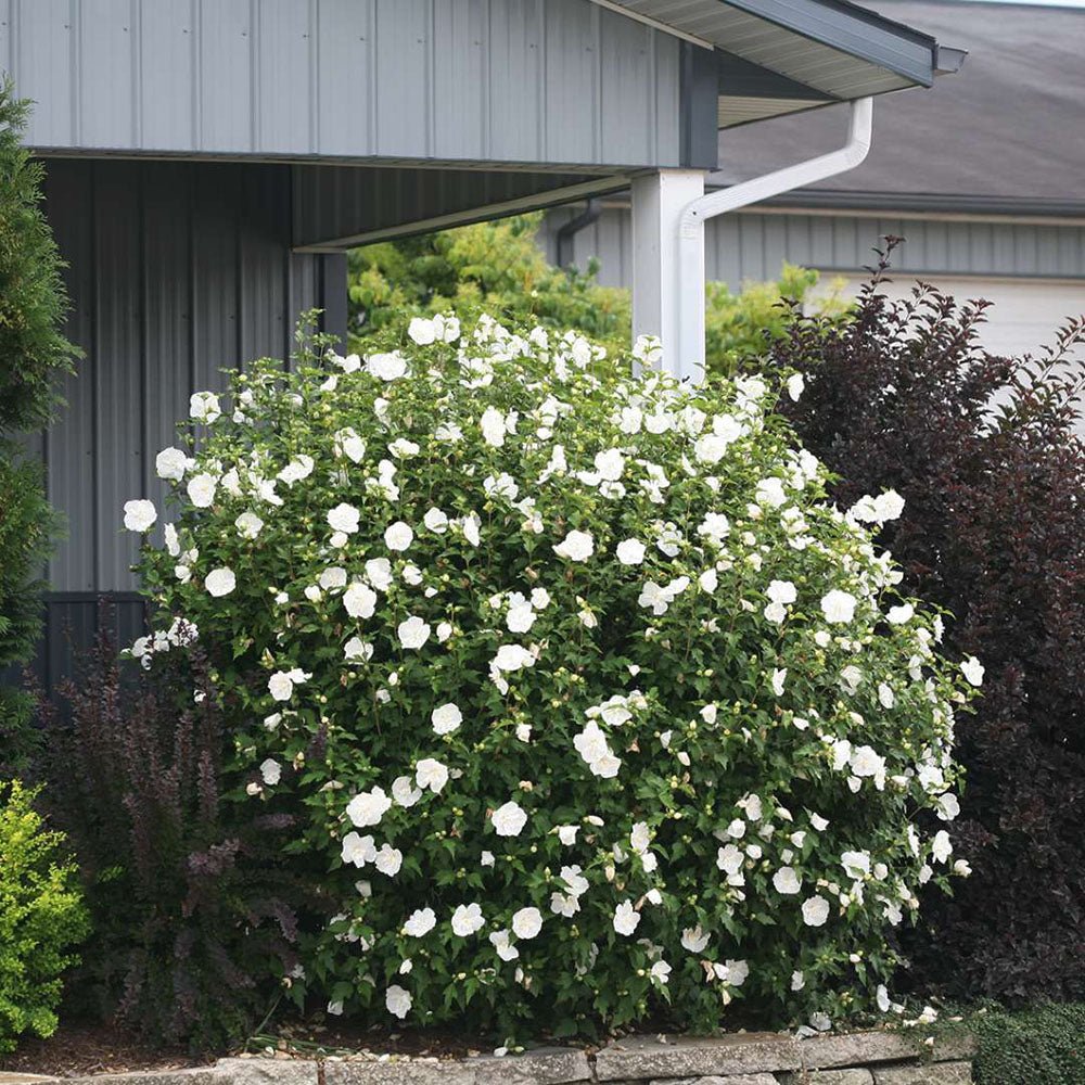 Hibiscus alb Chiffon