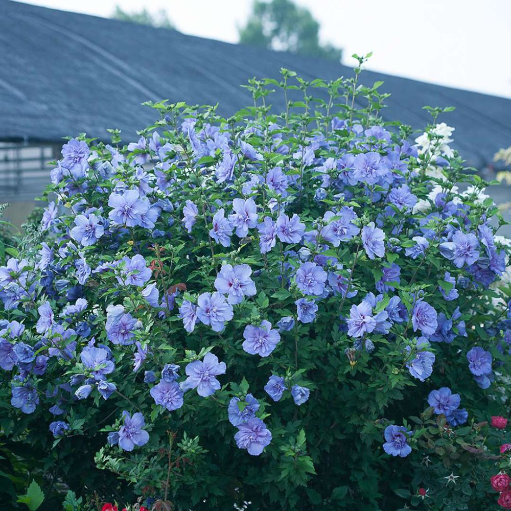Hibiscus Blue Chiffon, cu flori albastre