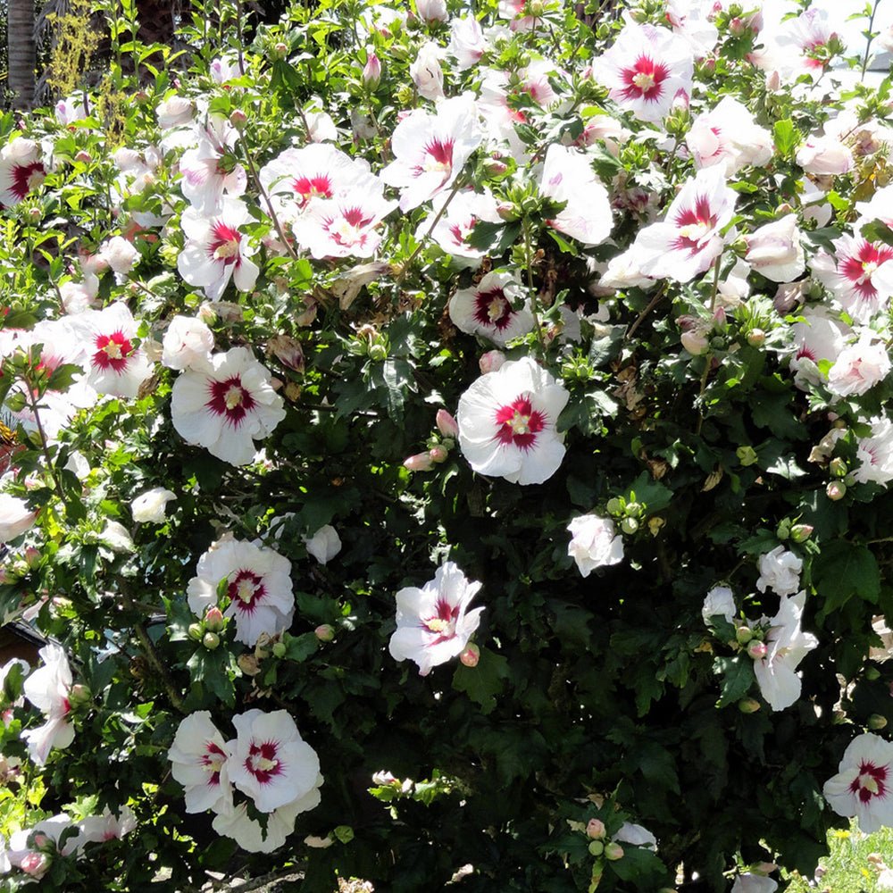 Hibiscus Red Heart, cu flori albe si centru rosu