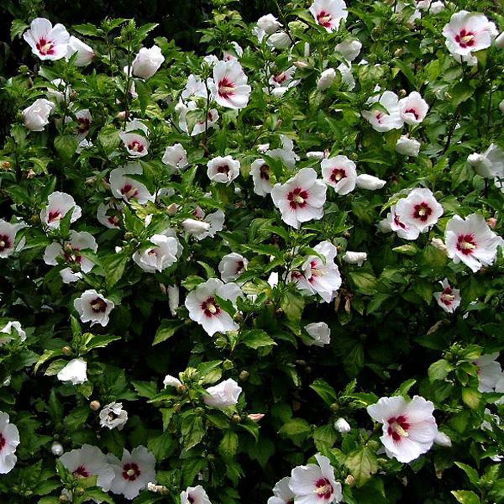 Hibiscus Red Heart, cu flori albe si centru rosu