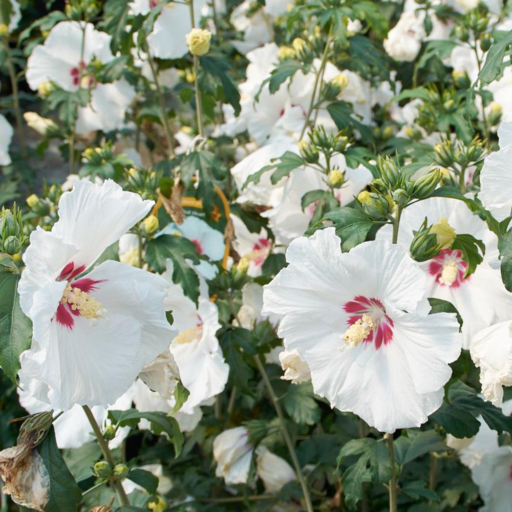 Хибискус Red Heart, с бели цветове и червен център