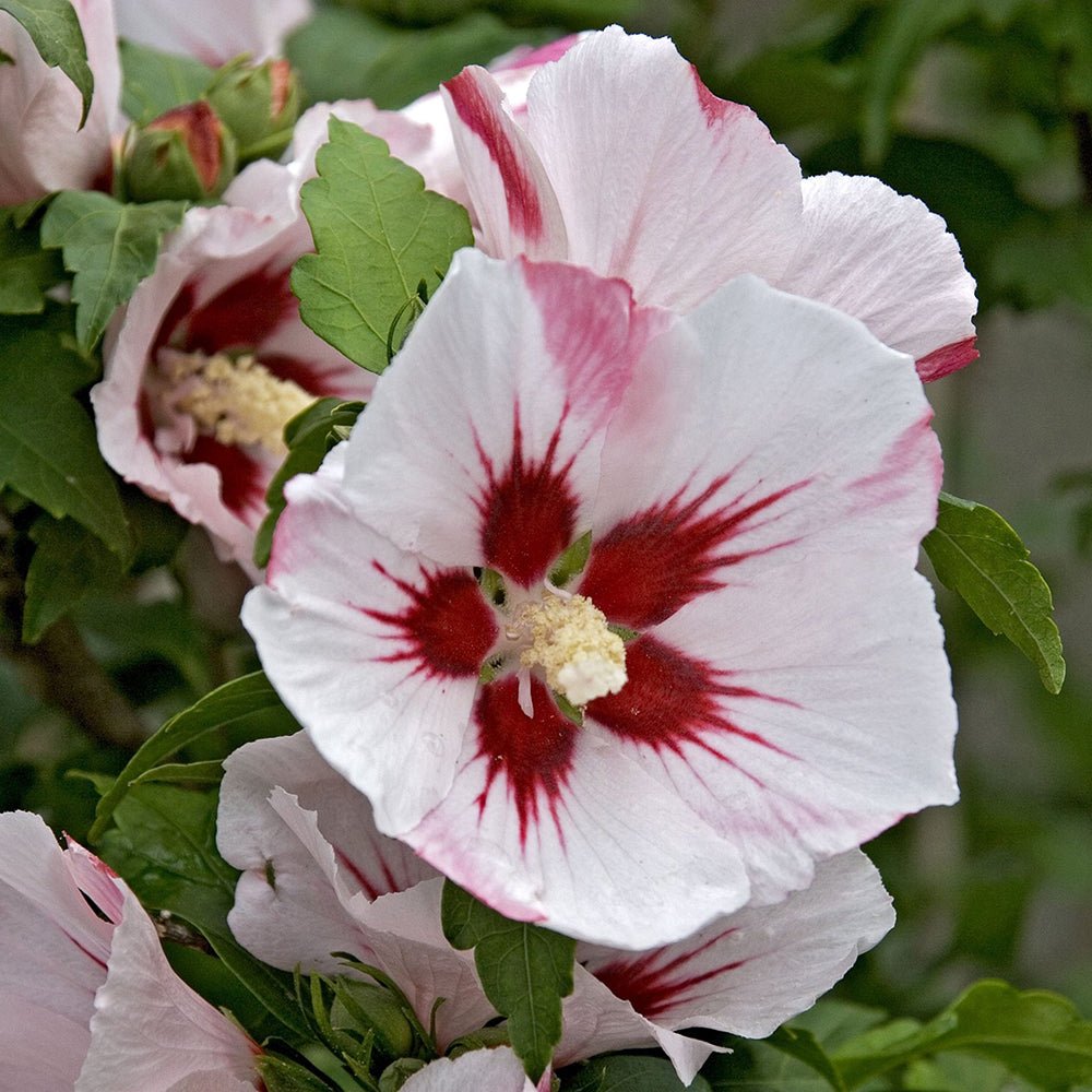 Hibiscus Red Heart, cu flori albe si centru rosu