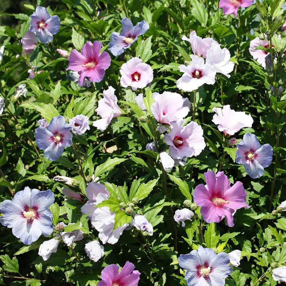 Hibiscus Tip Copac Tricolor, cu flori roz-alb-mov