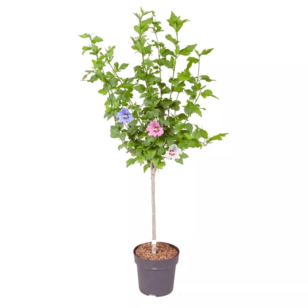 Hibiscus Tip Copac Tricolor, cu flori roz-alb-mov