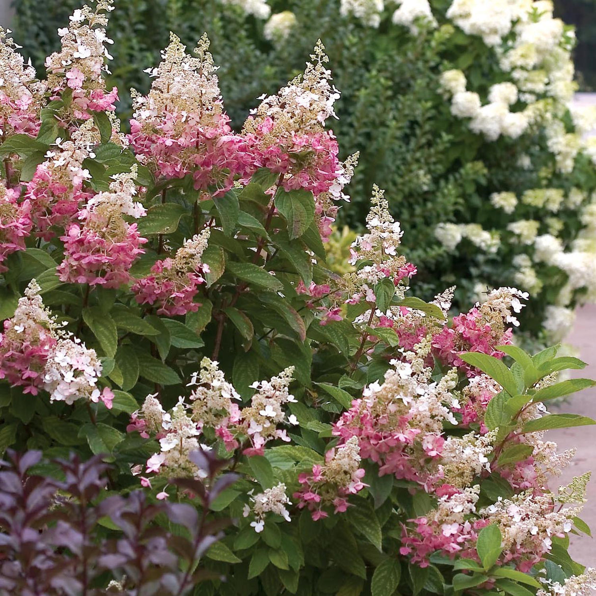 Hortensia Pinky Winky, cu flori albe-roz inchis