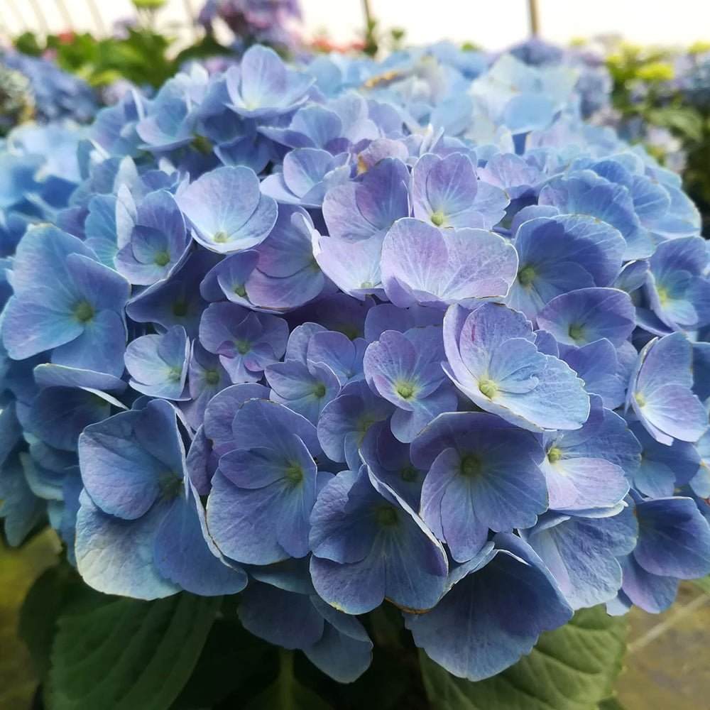 Hortensia de gradina Bodensee, cu flori albastre