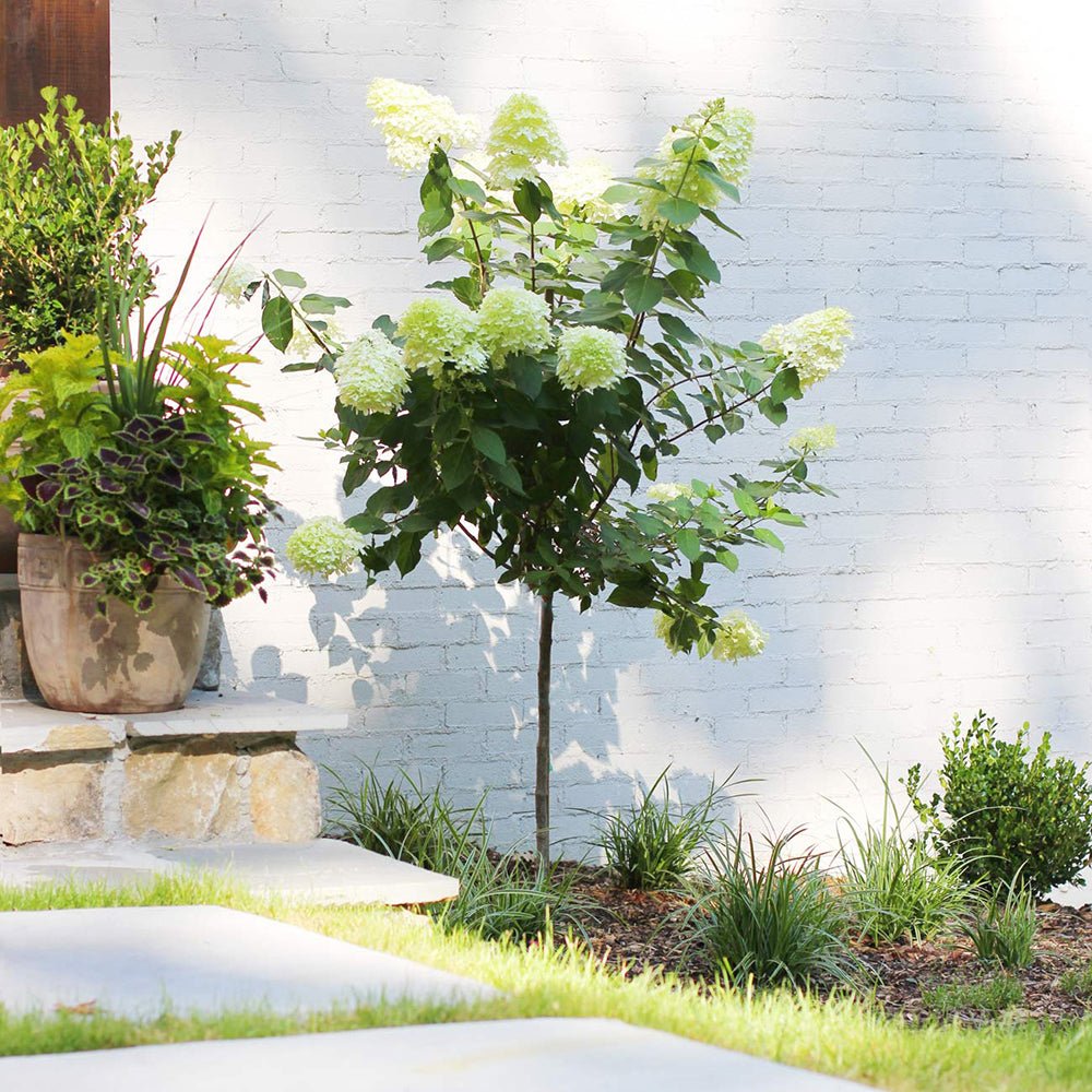 Hortensie de gradina Tip Copac Limelight, cu flori albe-crem