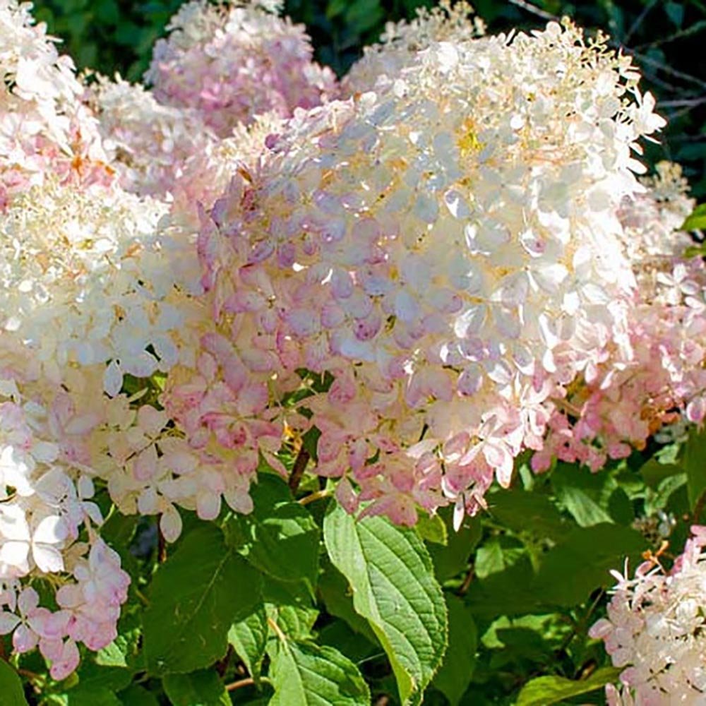Hortensie de Gradina Tip Copac Phantom, cu flori albe