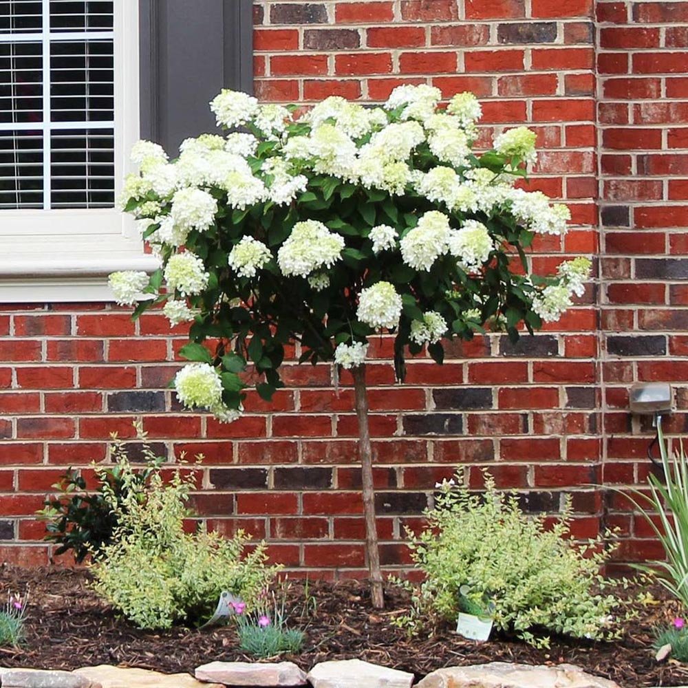 Hortensie de Gradina Tip Copac Phantom, cu flori albe