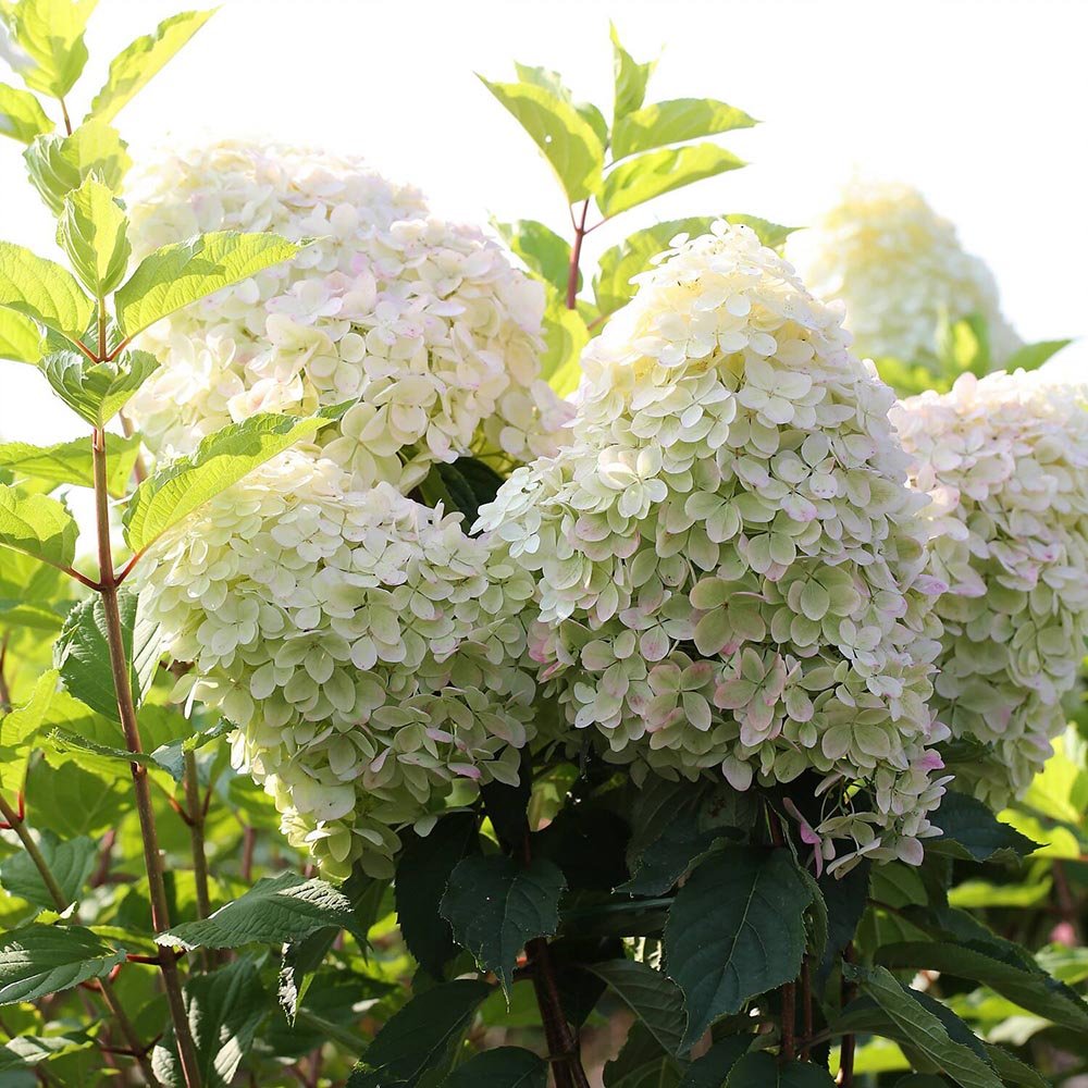 Hortensie de Gradina Tip Copac Phantom, cu flori albe