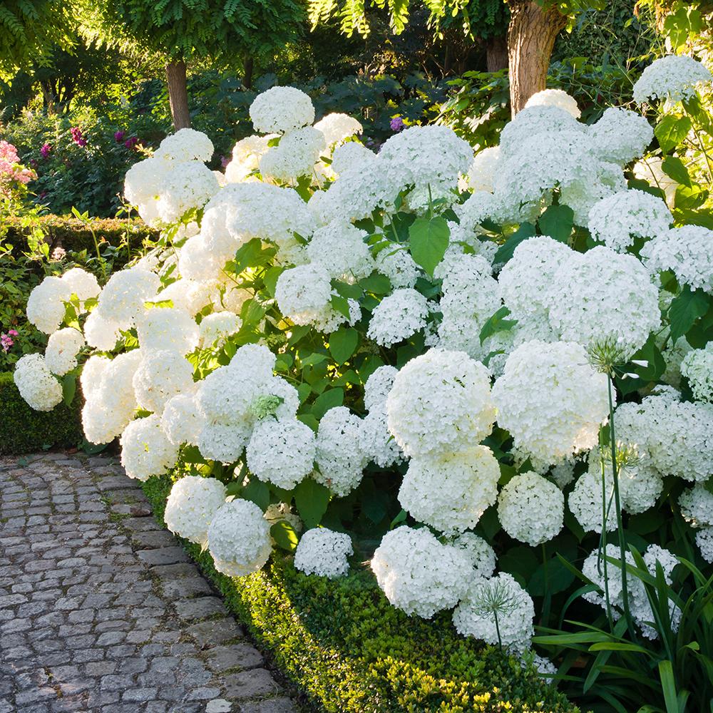 Hortensia de gradina Annabelle, cu flori albe
