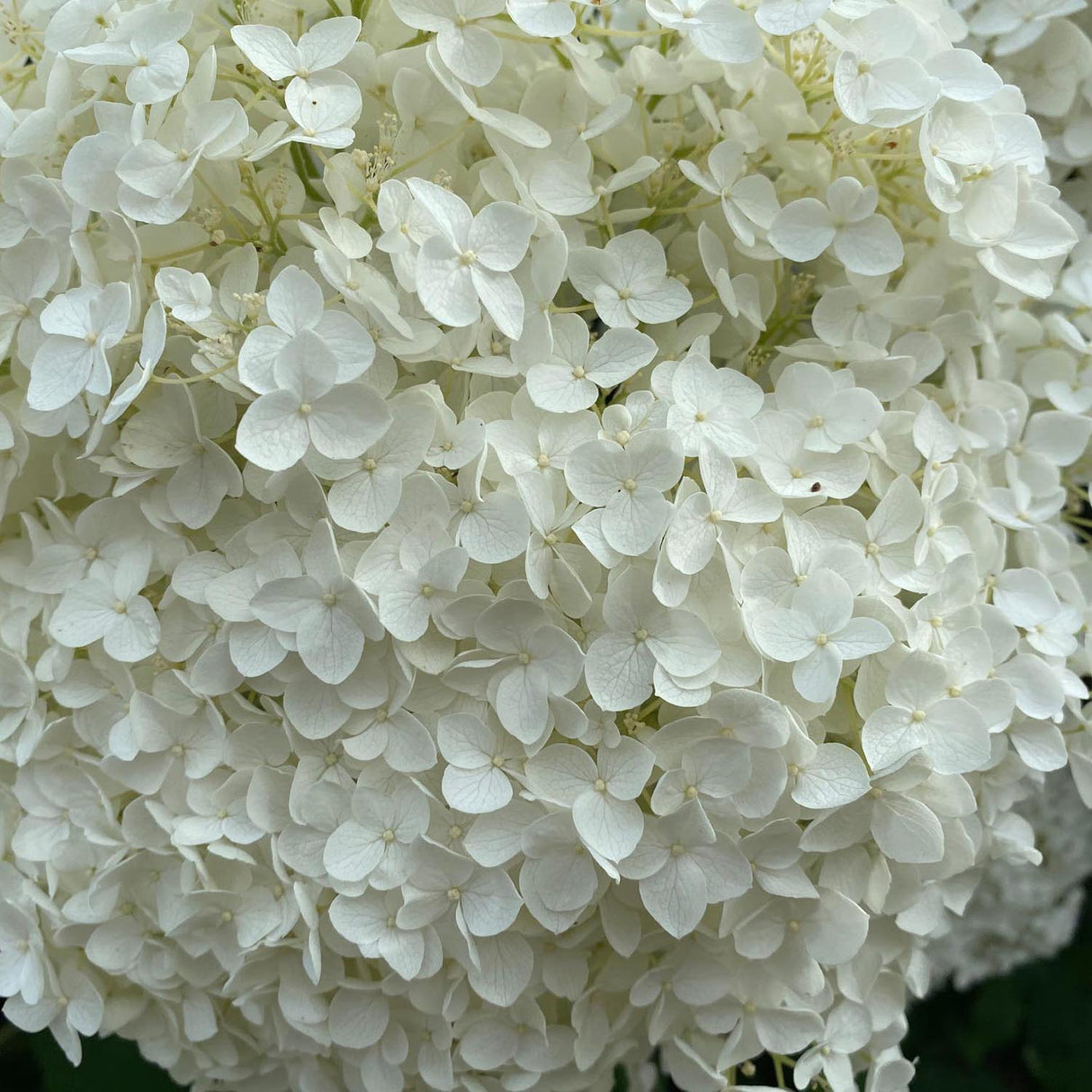 Hortensia de gradina Annabelle, cu flori albe