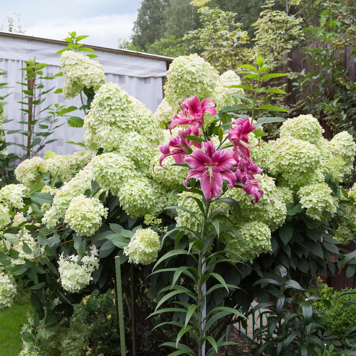 Hortensia de gradina Annabelle, cu flori albe