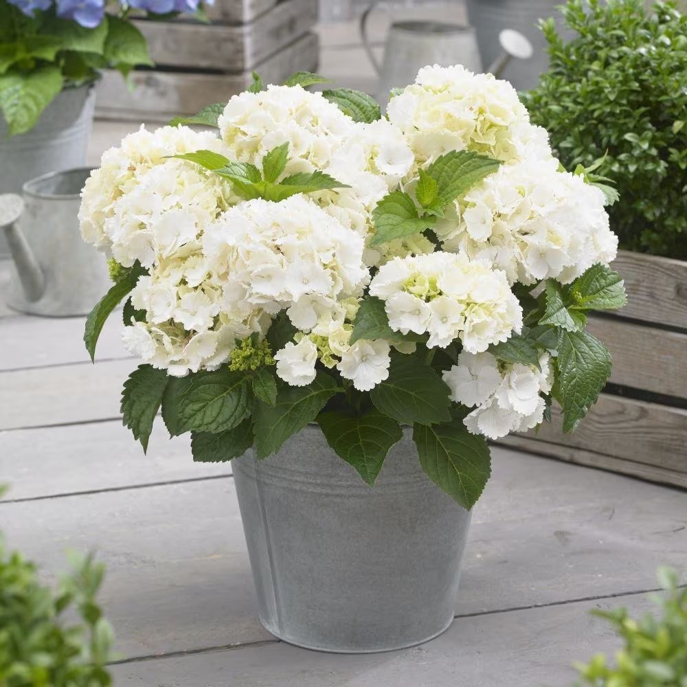 Hortensia de gradina, cu flori albe