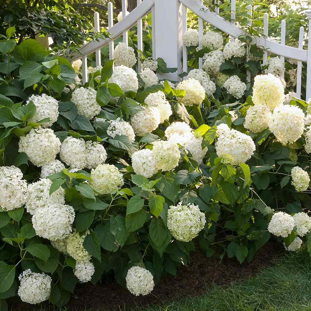 Hortensia de gradina, cu flori albe