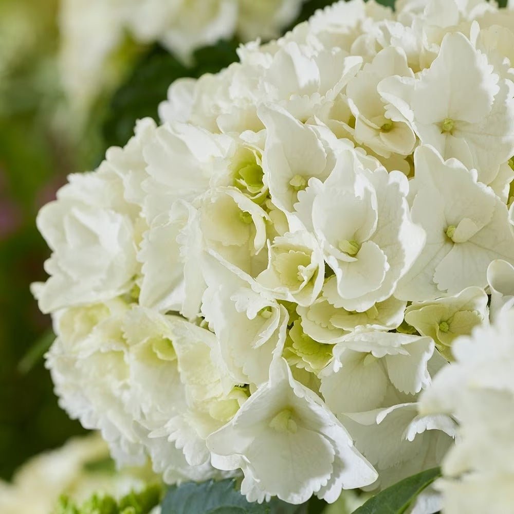 Hortensia de gradina, cu flori albe