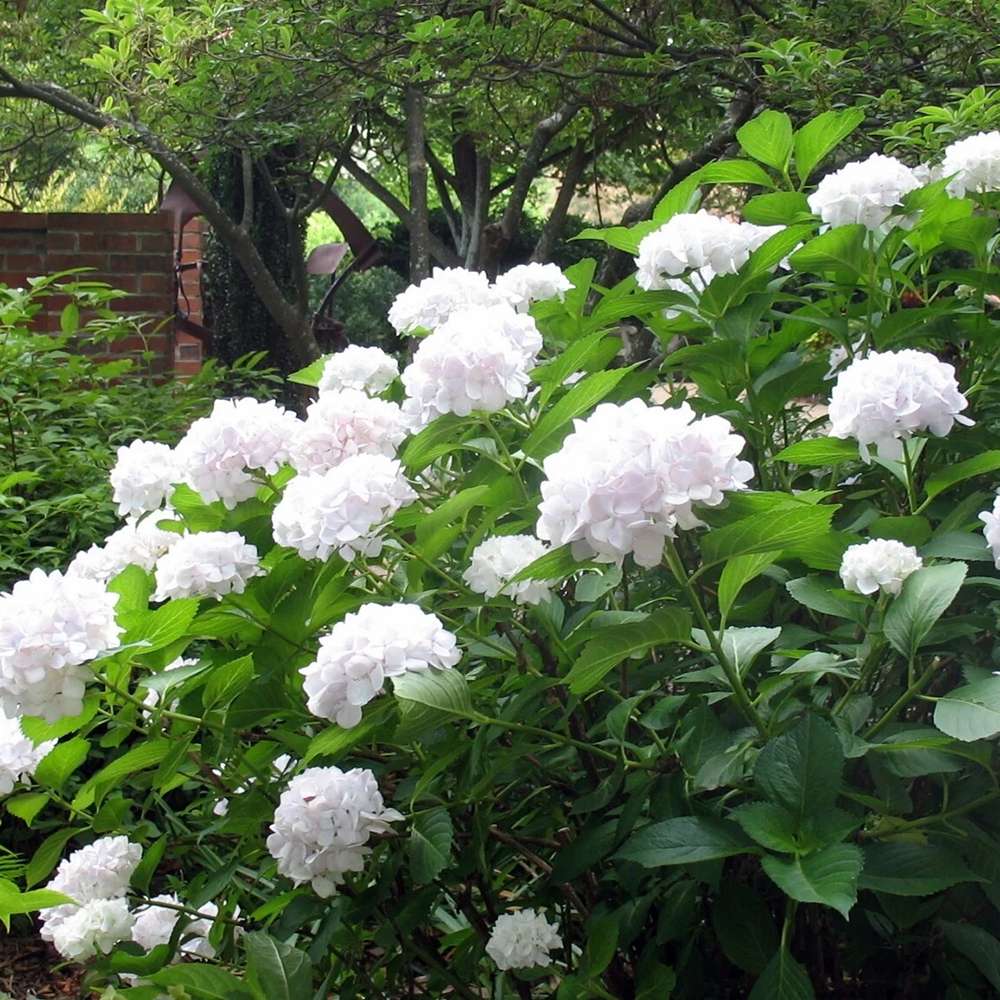 Hortensia de gradina, cu flori albe