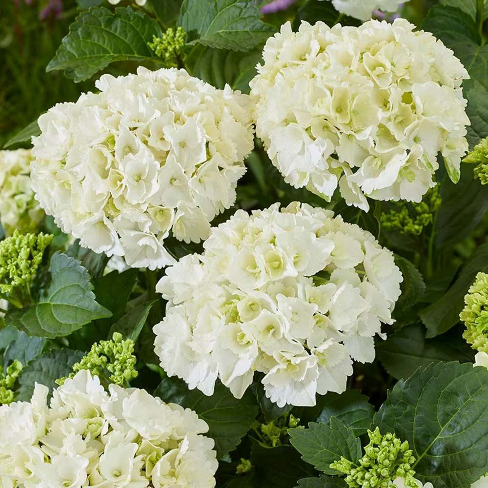 Hortensia de gradina, cu flori albe