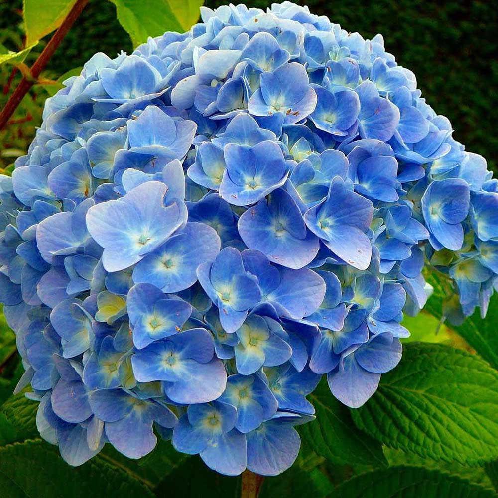 Hortensia de gradina, cu flori albastre