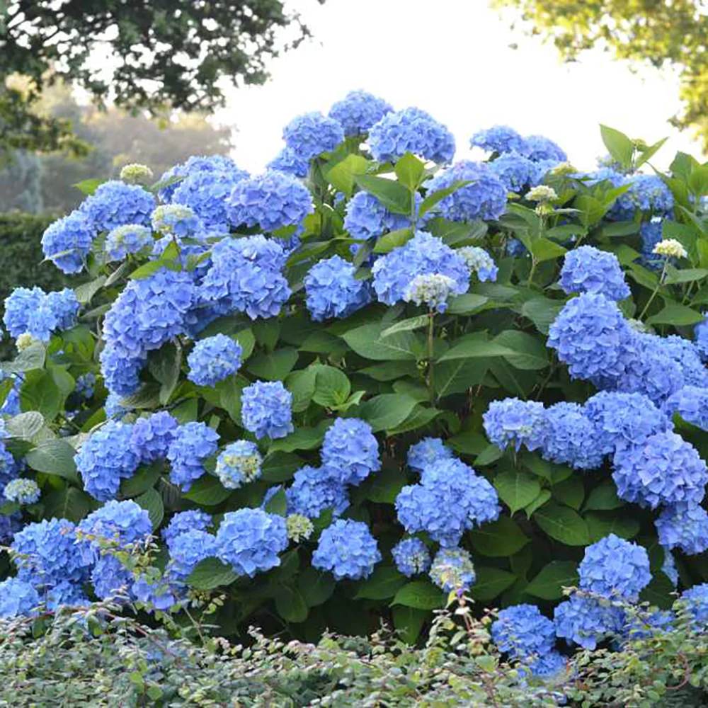 Hortensia de gradina, cu flori albastre