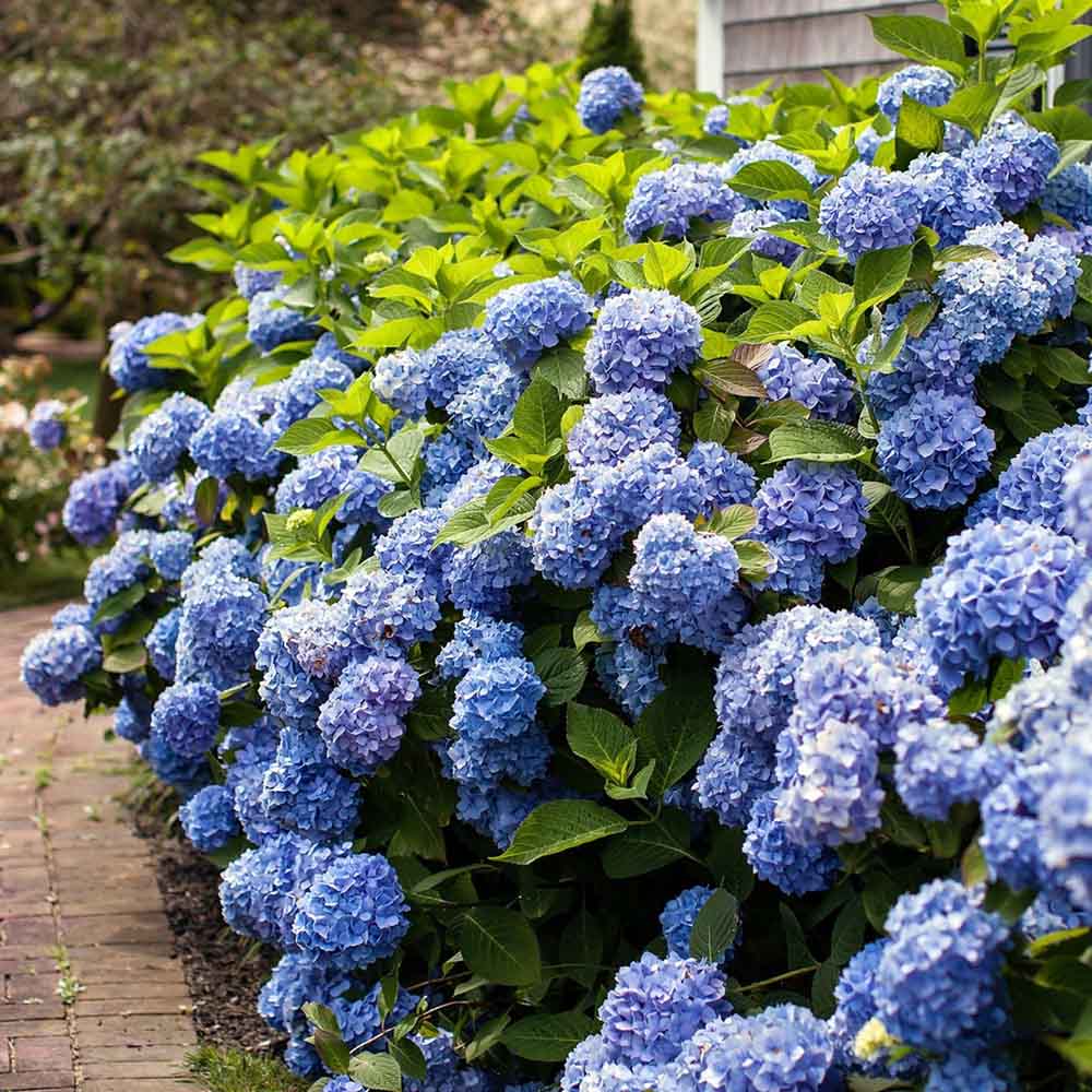 Hortensia de gradina, cu flori albastre