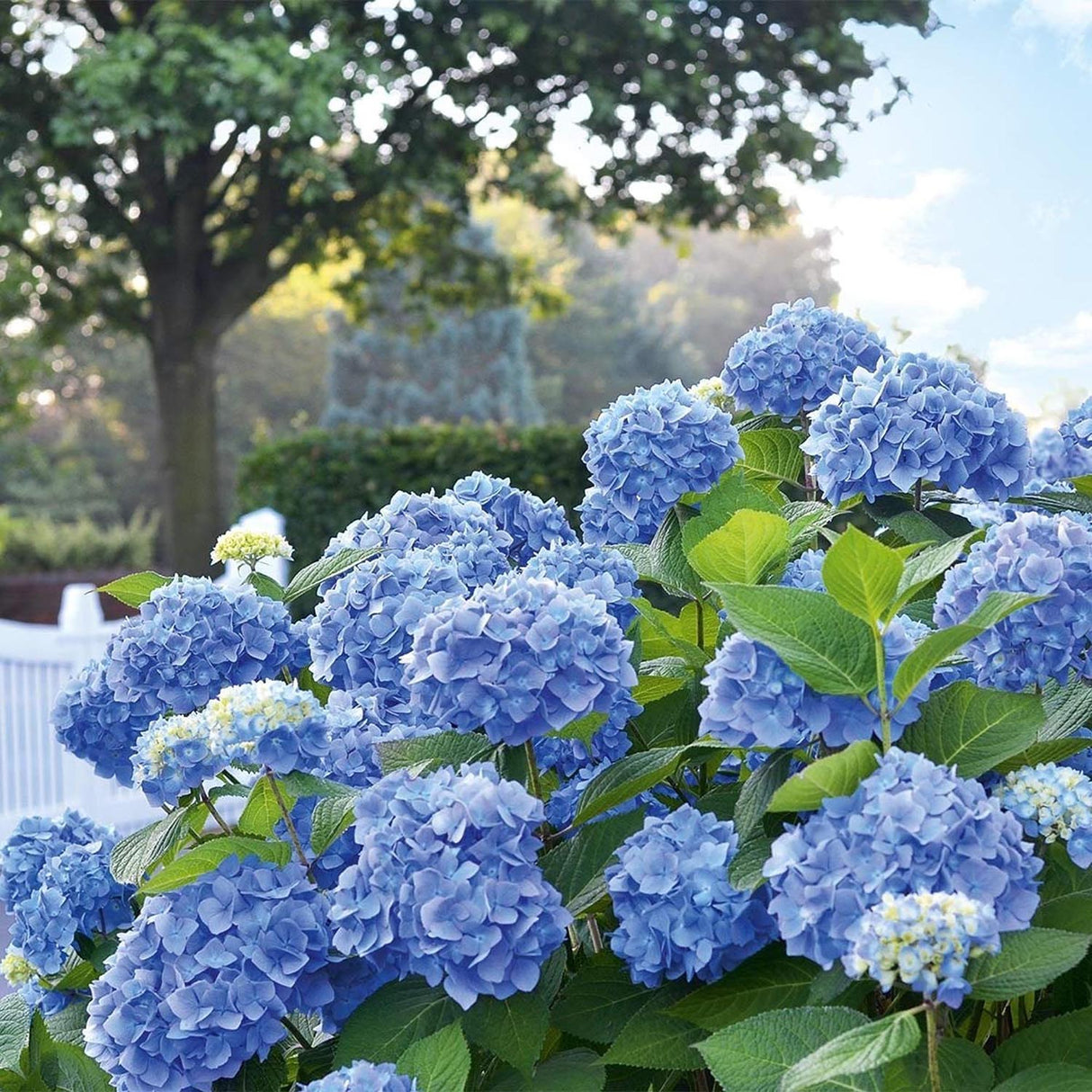 Хортензия градинска Mathilde Gutgers, с едри сини цветове, идеална за сянка