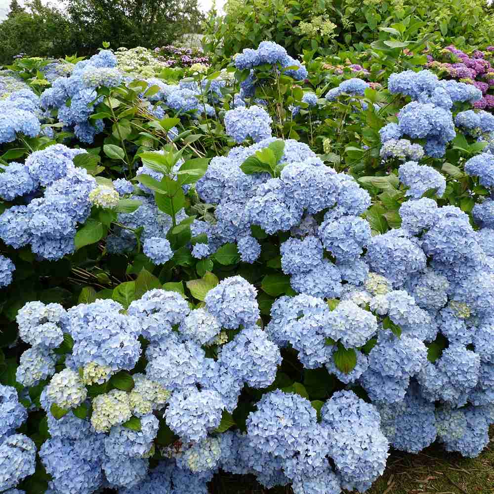 Hortensia de Gradina Nikko Blue, cu flori albastre