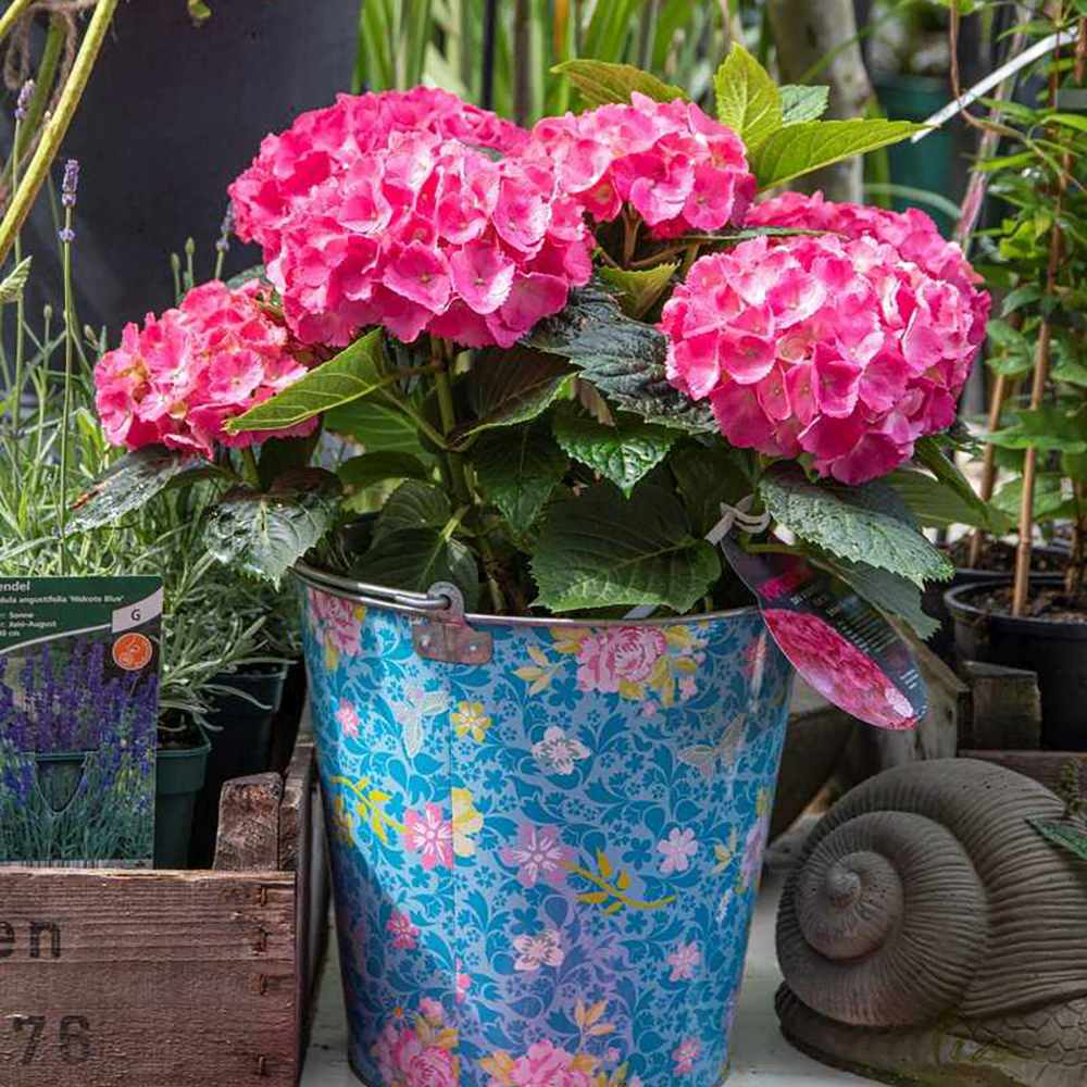 Hortensia de Gradina Schoene Bautznerin, cu flori roz-rosu deschis