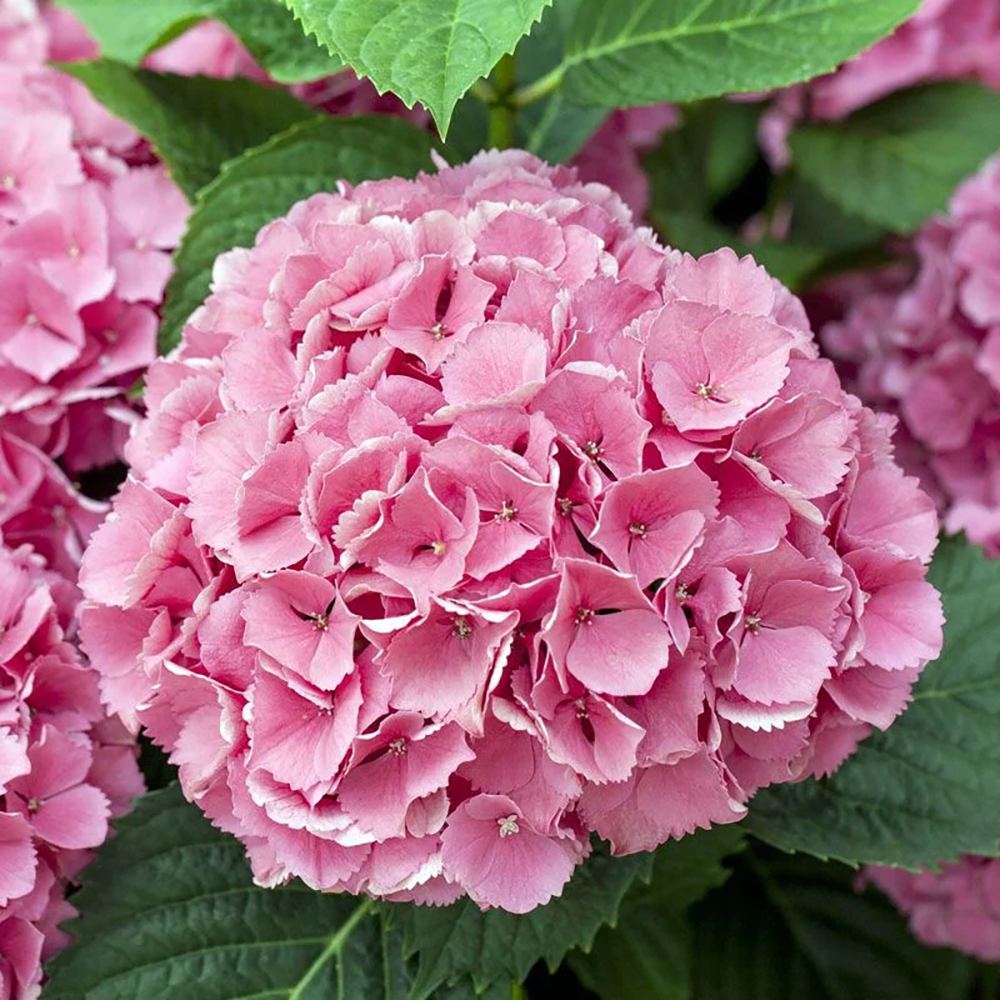 Hortensia de Gradina Schoene Bautznerin, cu flori roz-rosu deschis