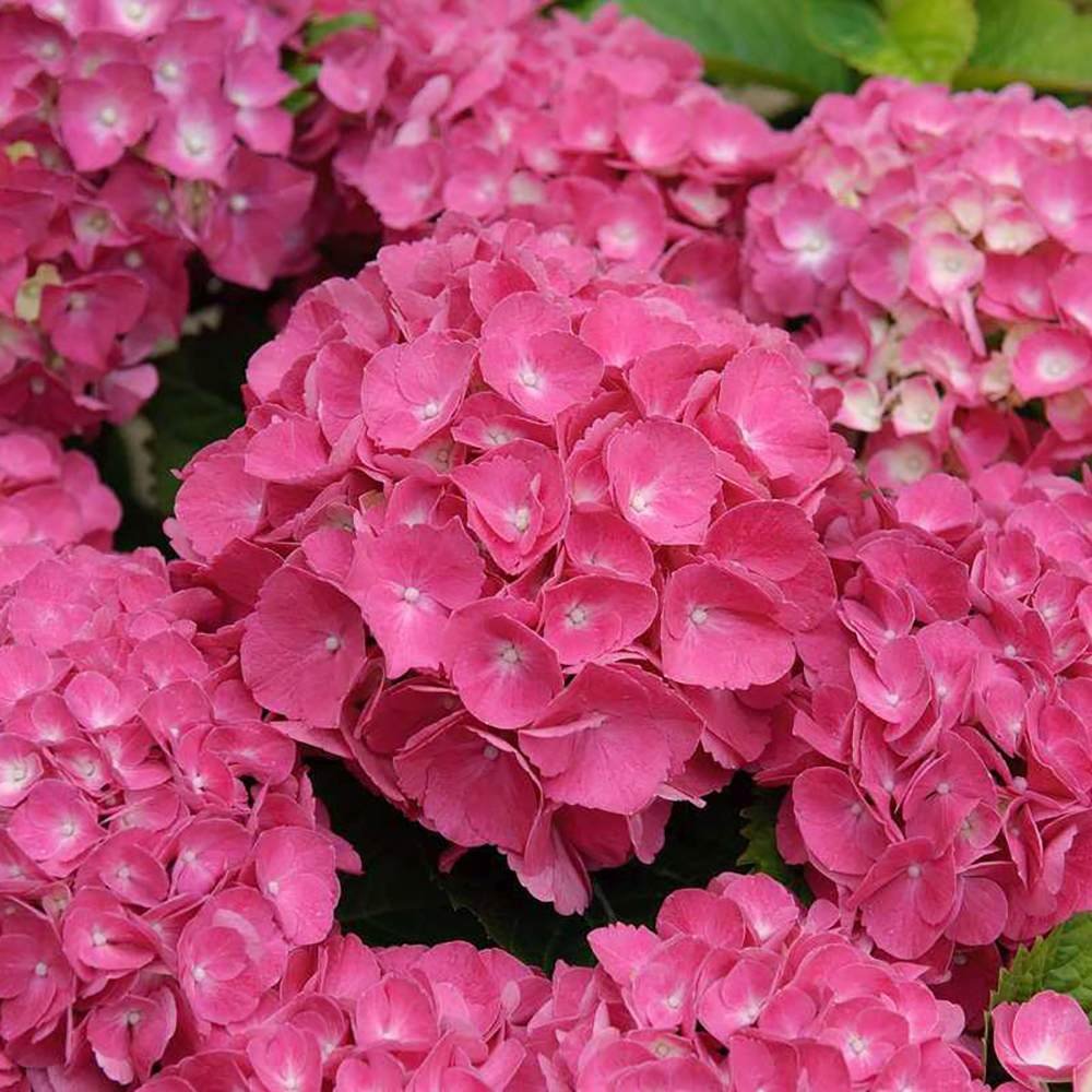 Hortensia de Gradina Schoene Bautznerin, cu flori roz-rosu deschis