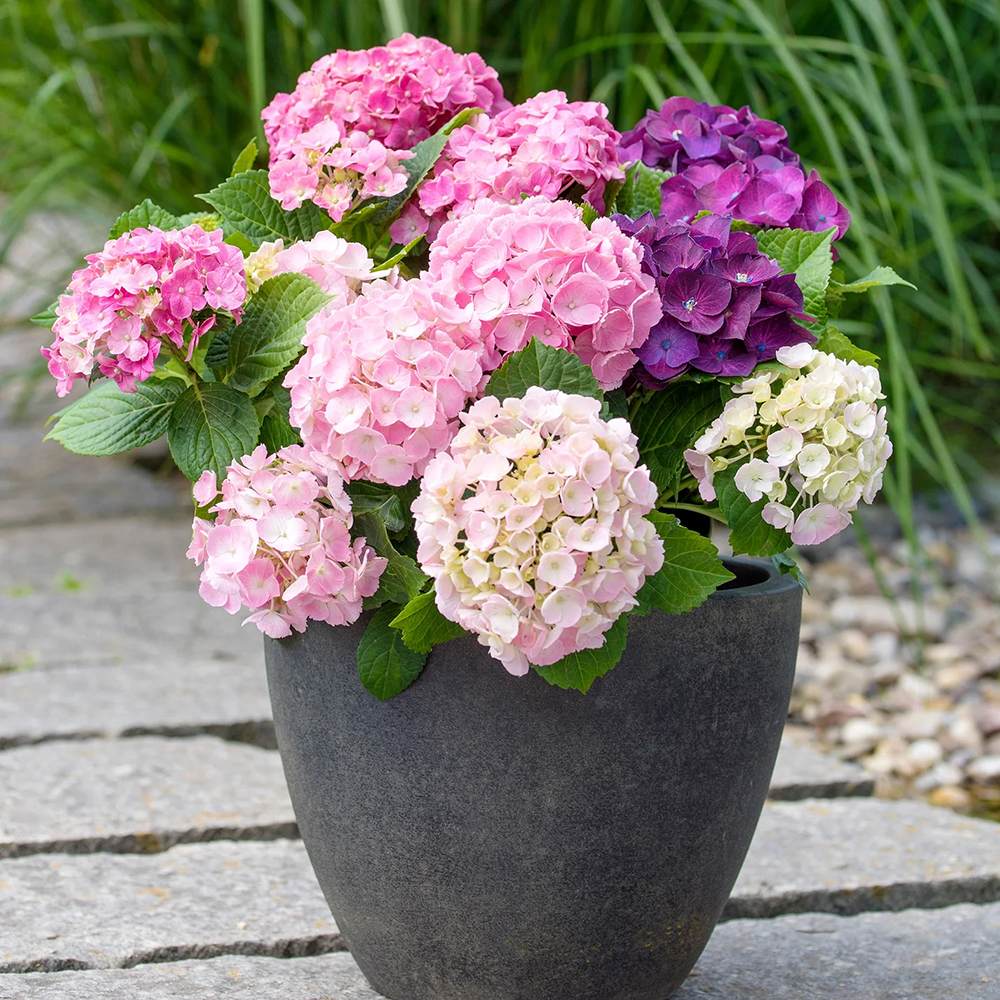 Hortensia de Gradina Tricolor Three Sisters, cu flori roz, albastru si alb