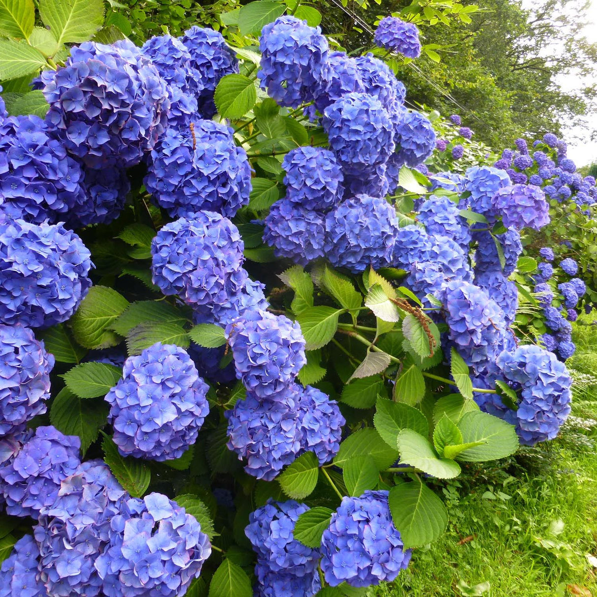 Hortensia Endless Summer, cu flori albastre