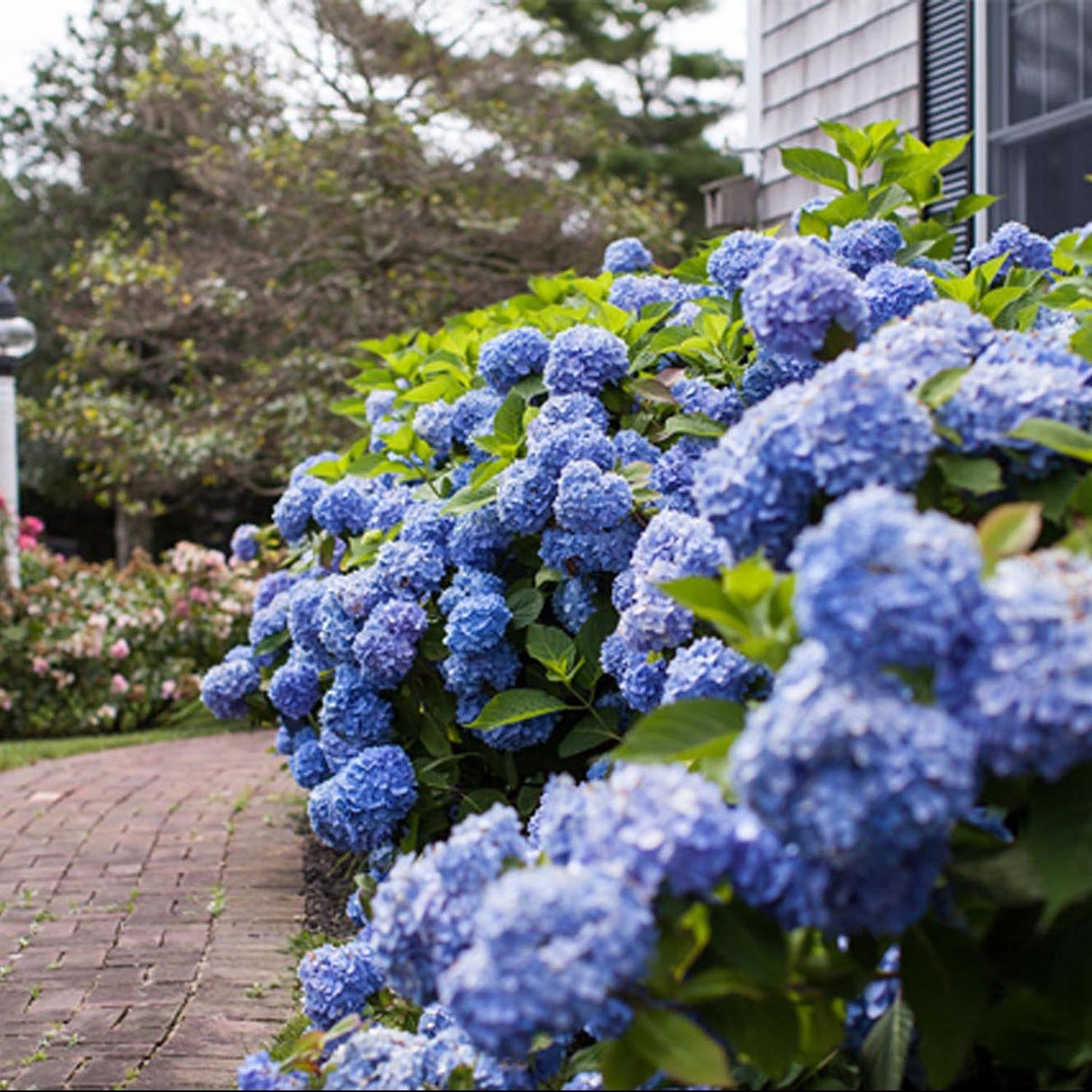 Hortensia Endless Summer, cu flori albastre