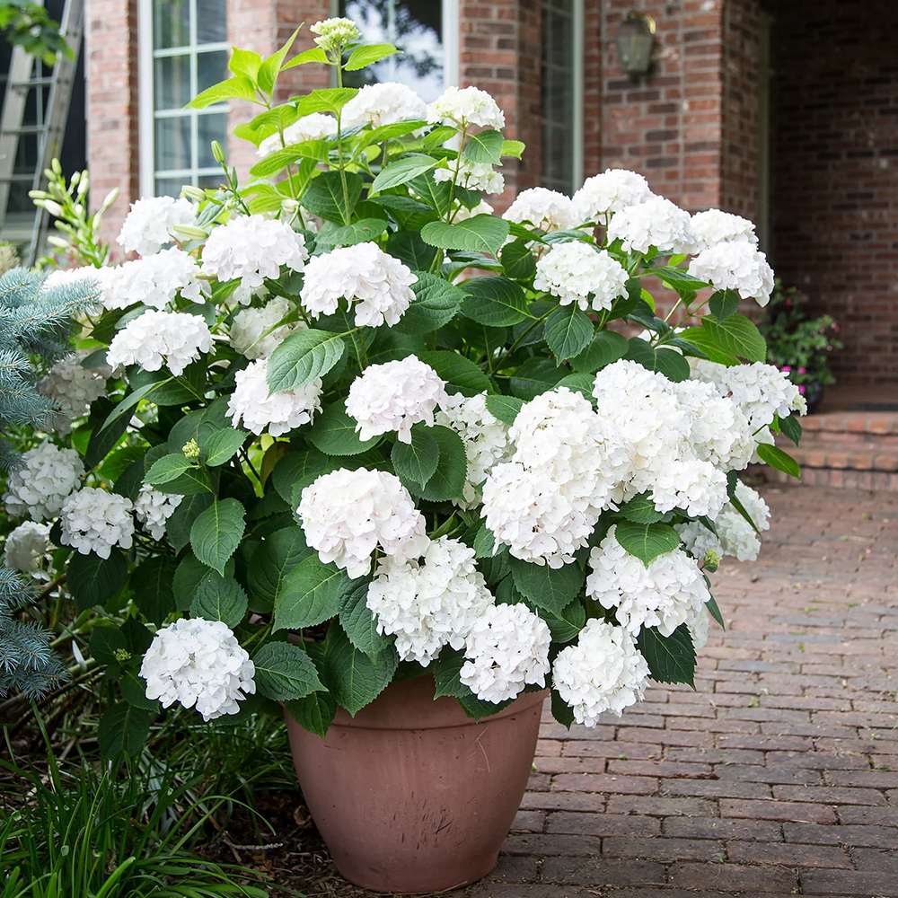 Hortensia de gradina Endless Summer Love, cu flori albe
