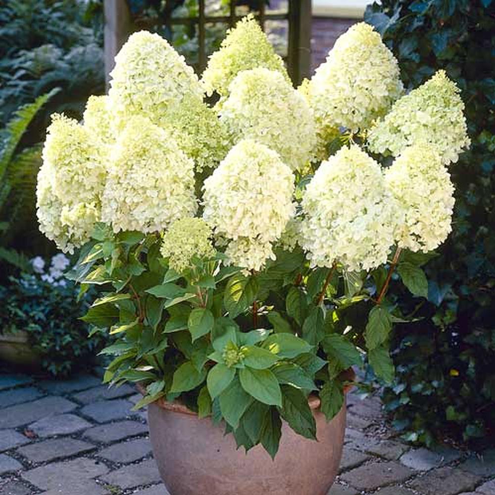 Hortensie de Gradina Tip Copac Grandiflora, cu flori albe