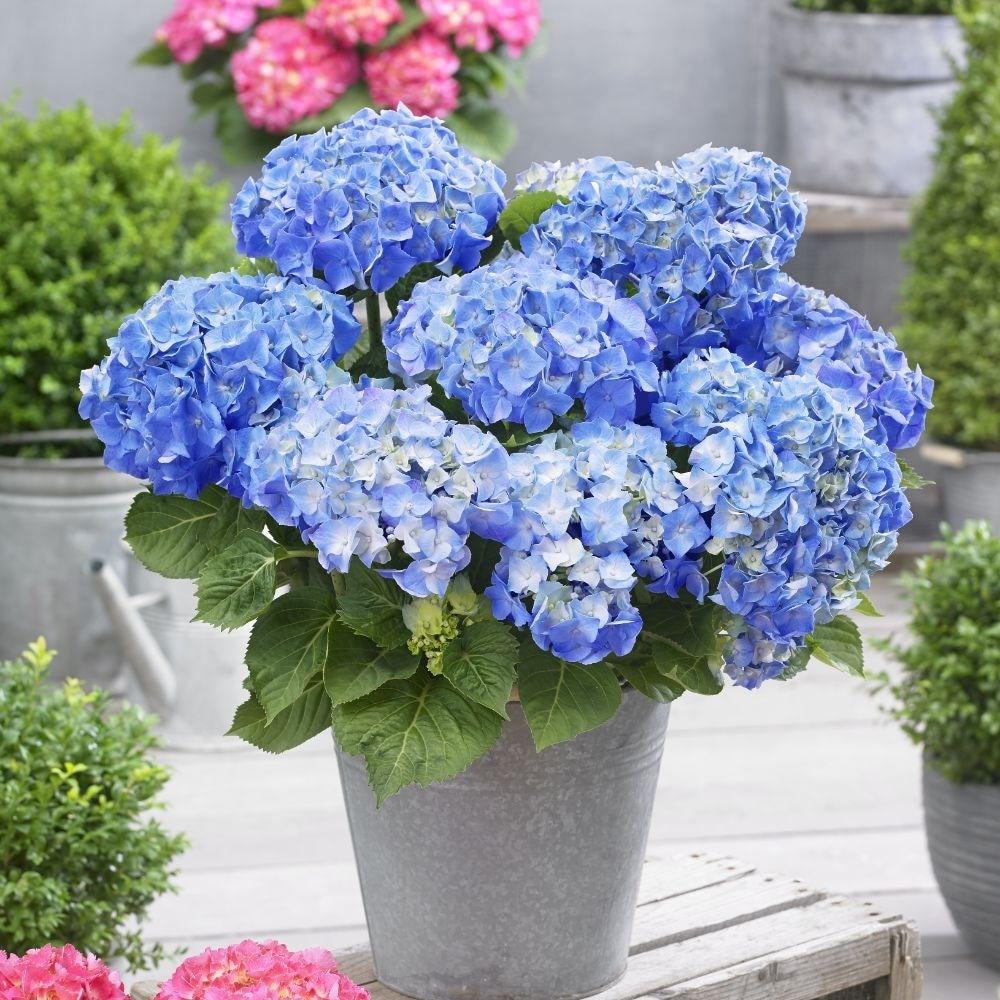 Hortensia Happy Blue