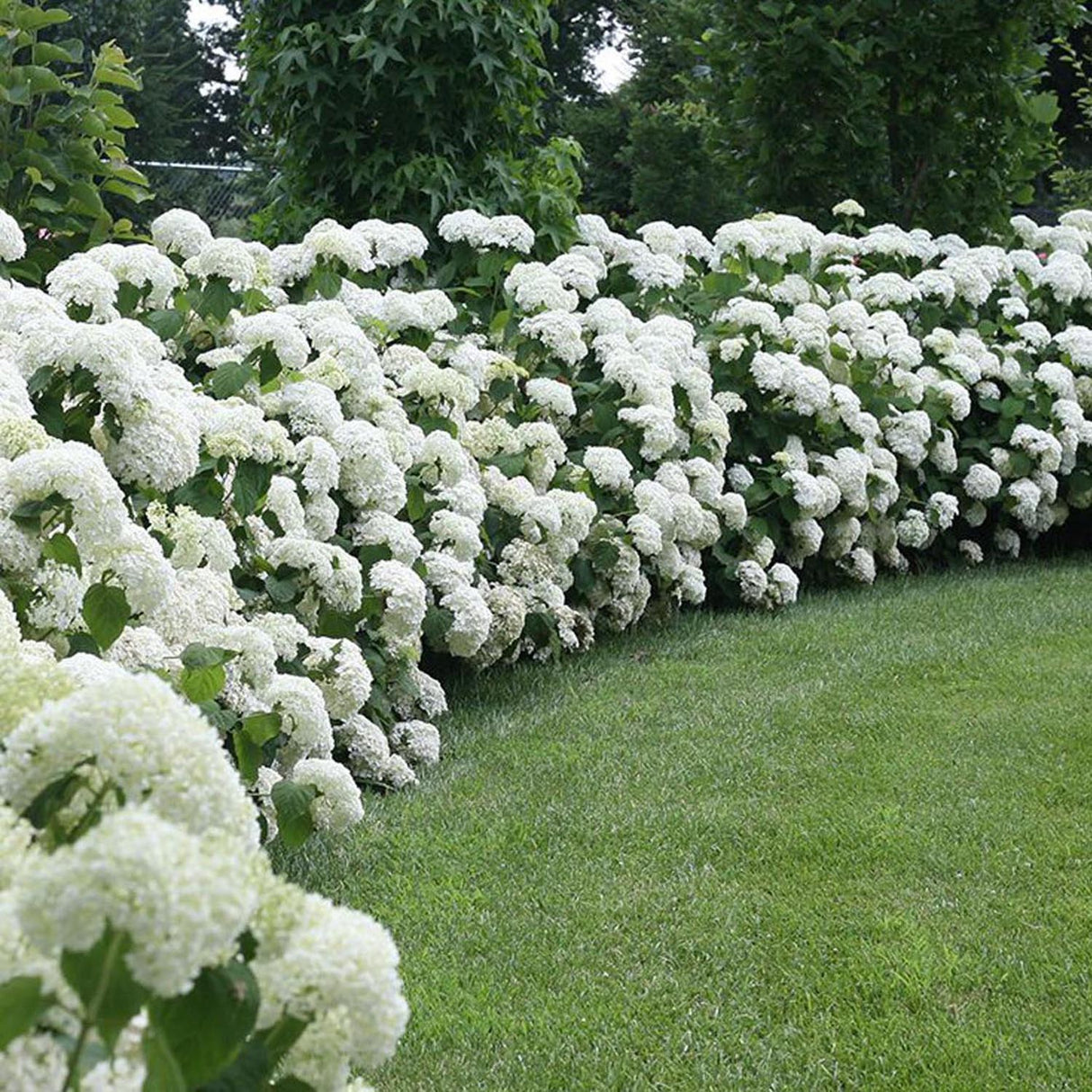 Hortensia de gradina Strong Annabelle, cu flori albe