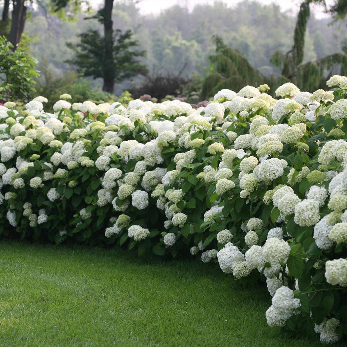 Hortensia de gradina Strong Annabelle, cu flori albe