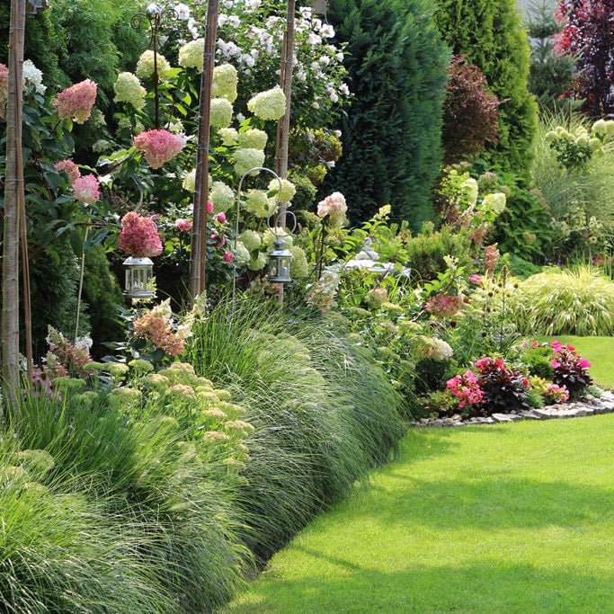 Градинска хортензия Vanille Fraise, с розово-кремави цветя