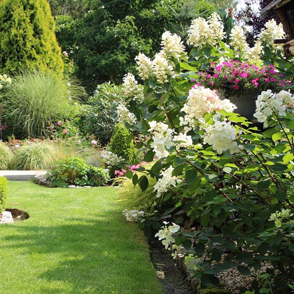 Hortensia de gradina Vanille Fraise, cu flori roz-crem