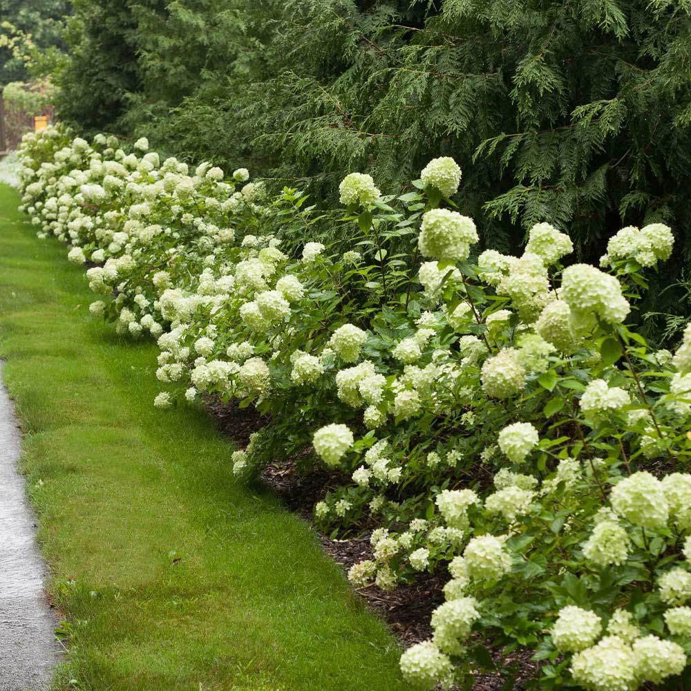 Hortensie alb-galben Little Lime
