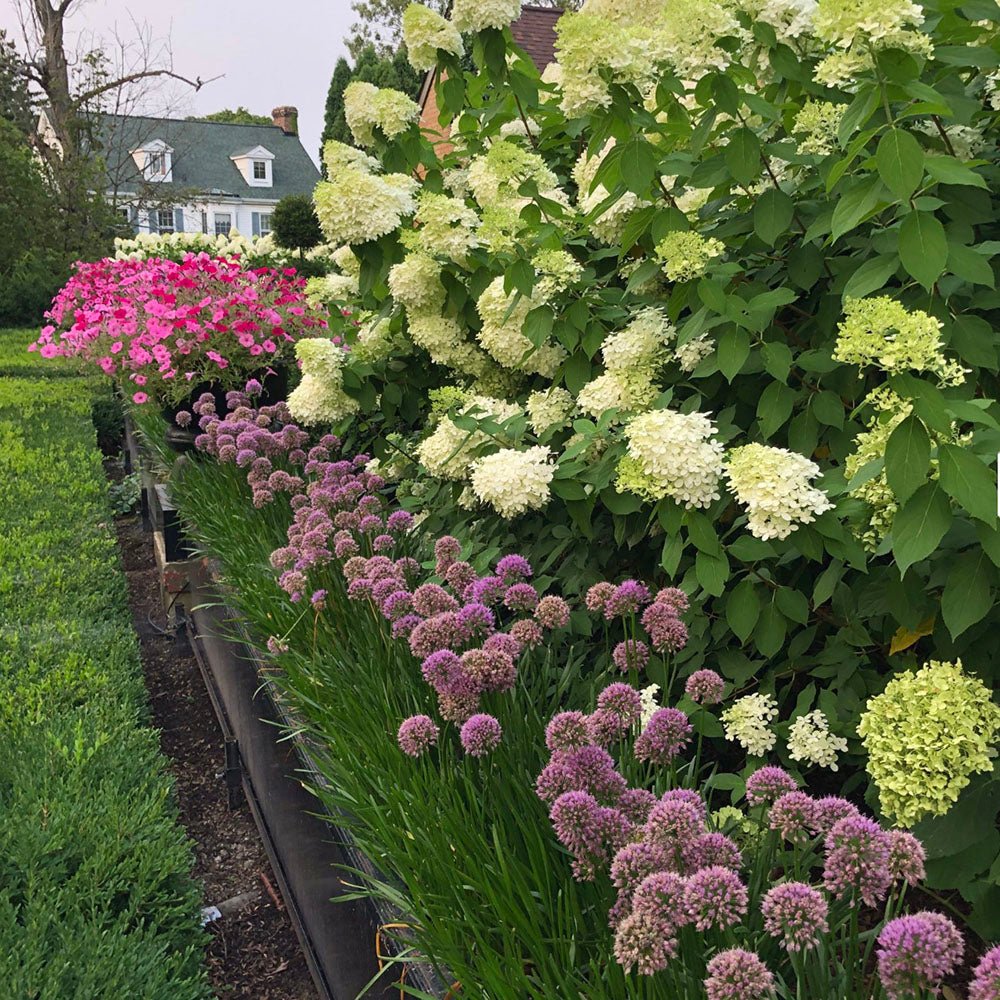 Hortensie alb-galben Little Lime