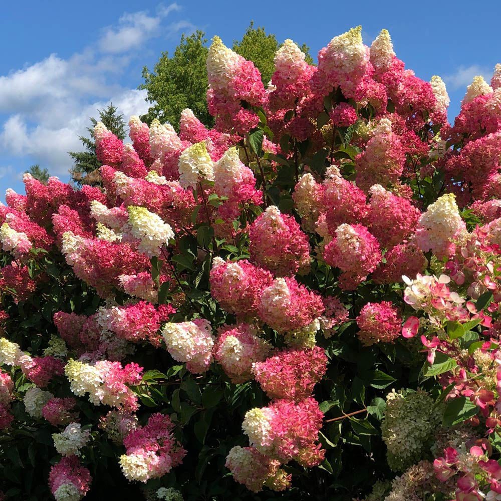 Hortensie de Gradina alba-fucsia Candlelight